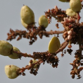 Boswellia_serrata.jpg